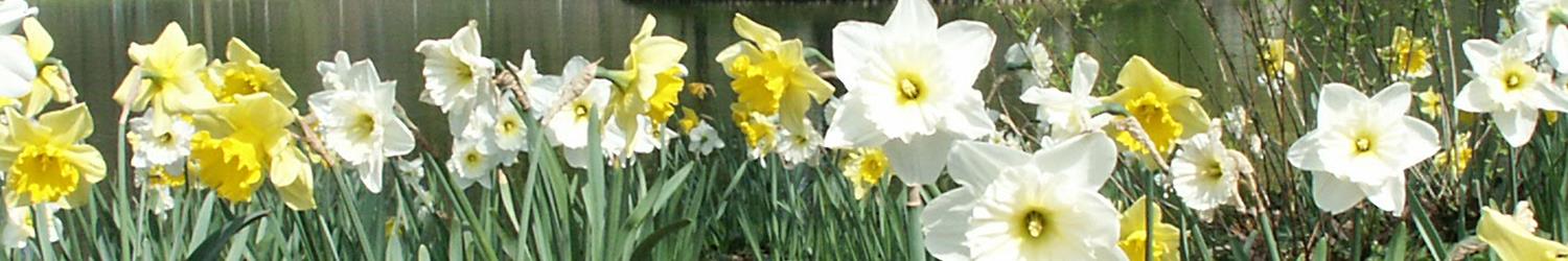Paasbloemen.jpg